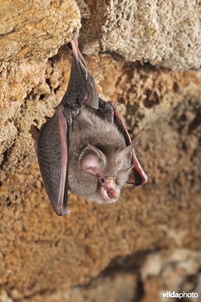 Kleine hoefijzerneus