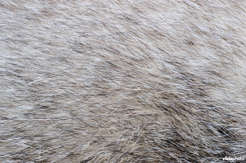 Vacht van een Das