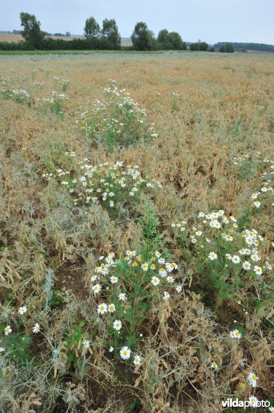 Echte kamille in erwtenakker