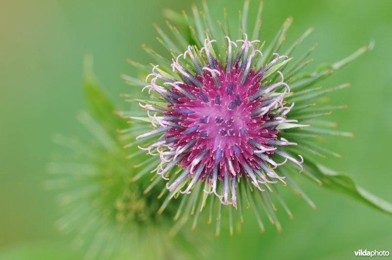 Bloem van Grote klit