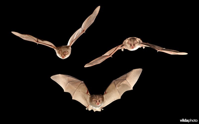 Kleine hoefijzerneus