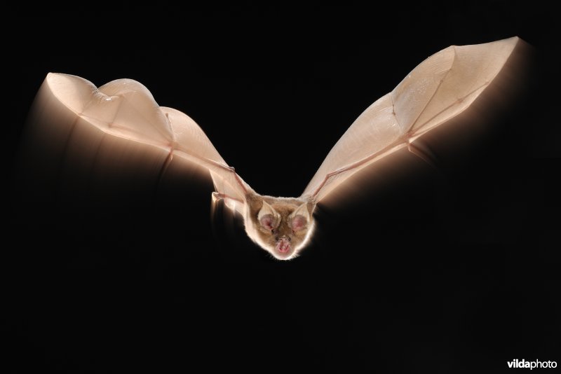 Grote hoefijzerneus in vlucht