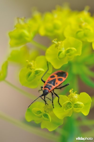 Vuurwants op wolfsmelk