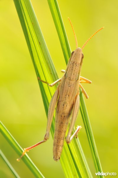 Vrouwtje van gouden sprinkhaan