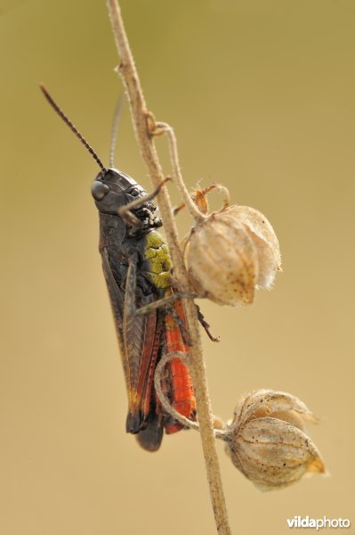 Mannetje negertje