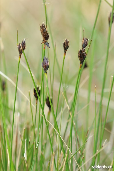 Zwarte knopbies