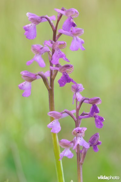 Harlekijn