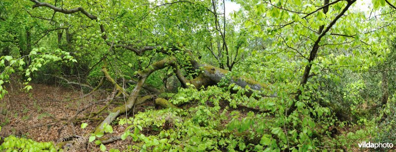 Panorama van Fontainebleau
