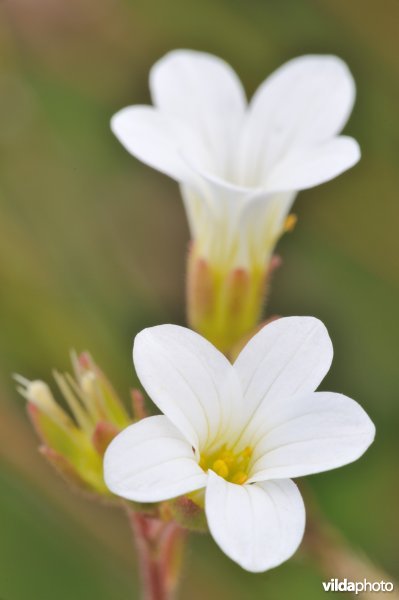 Knolsteenbreek