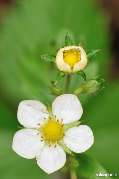 Bosaardbei