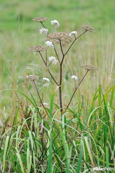 Engelwortel