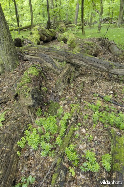 Bosreservaat Lipowka