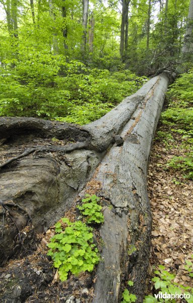 Bosreservaat Lipowka