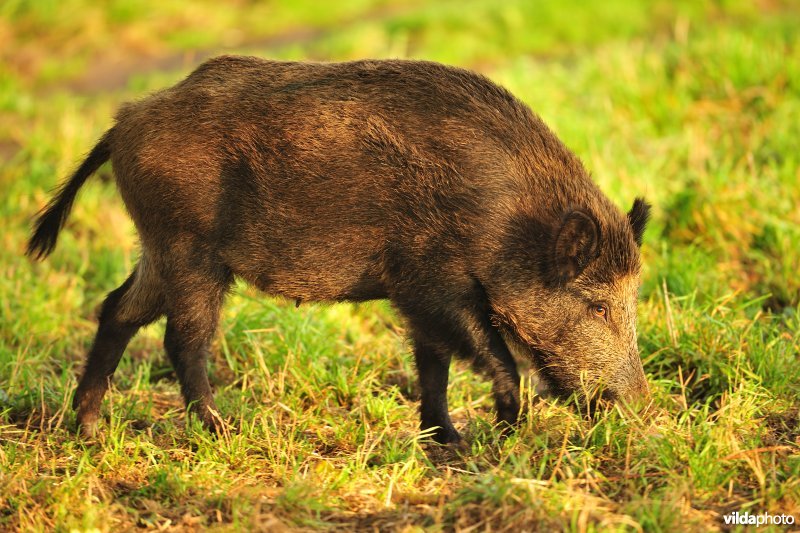 Fouragerend everzwijn