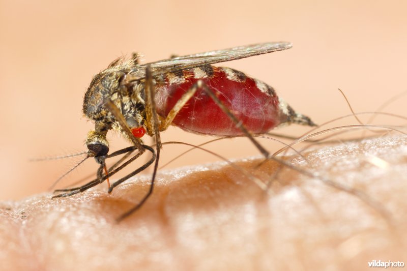 Stekende mug op mens