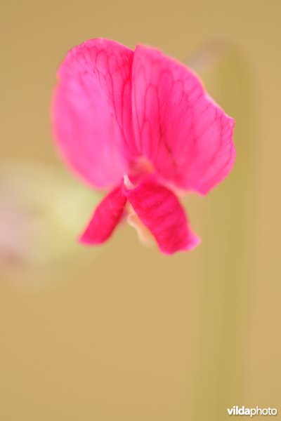 Bloempje van Graslathyrus