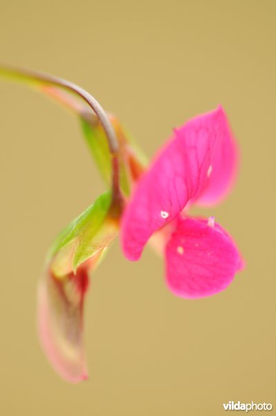 Bloempje van Graslathyrus