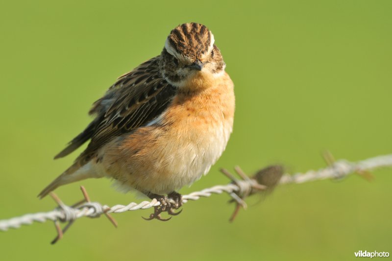 Paapje op prikkeldraad