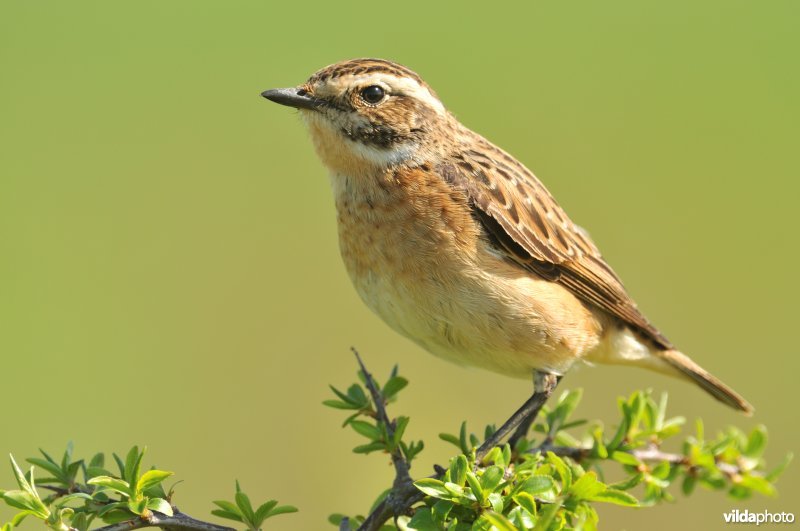 Paapje op Sleedoorn