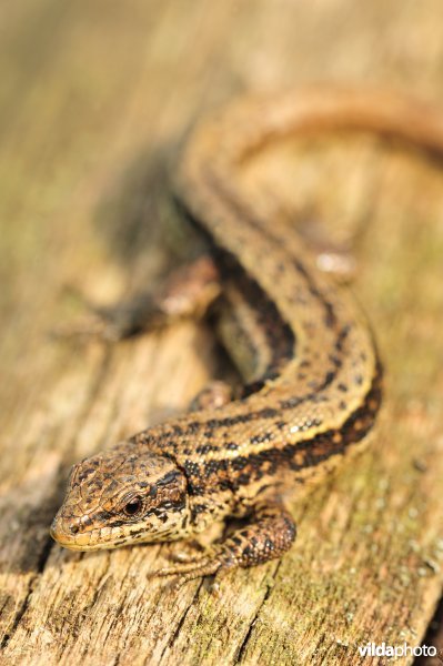 Levendbarende hagedis