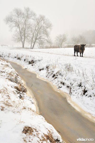 Galloways in de besneeuwde Demerbroeken