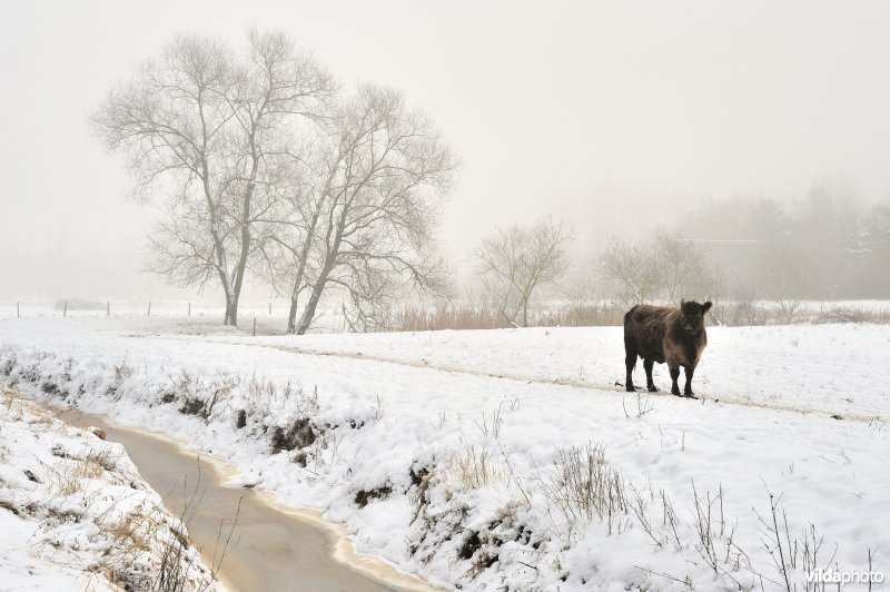 Galloways in de besneeuwde Demerbroeken