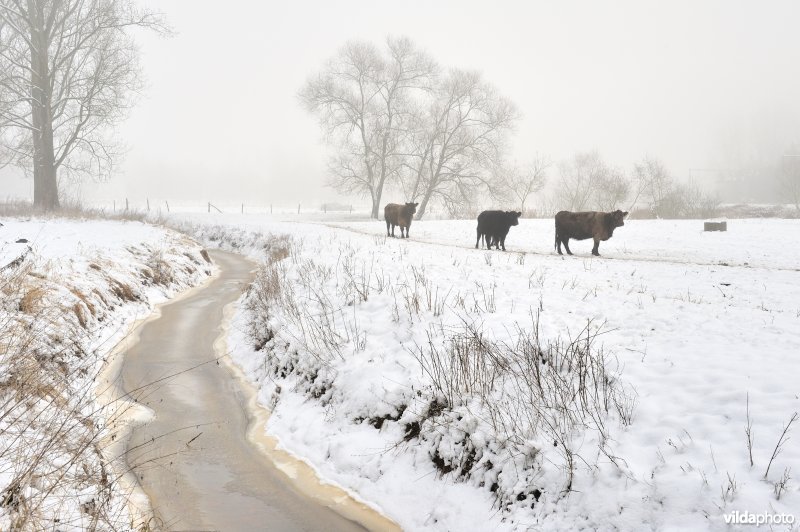 Galloways in de besneeuwde Demerbroeken