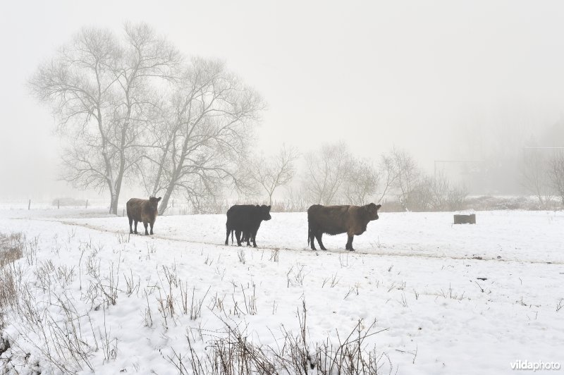 Galloways in de besneeuwde Demerbroeken