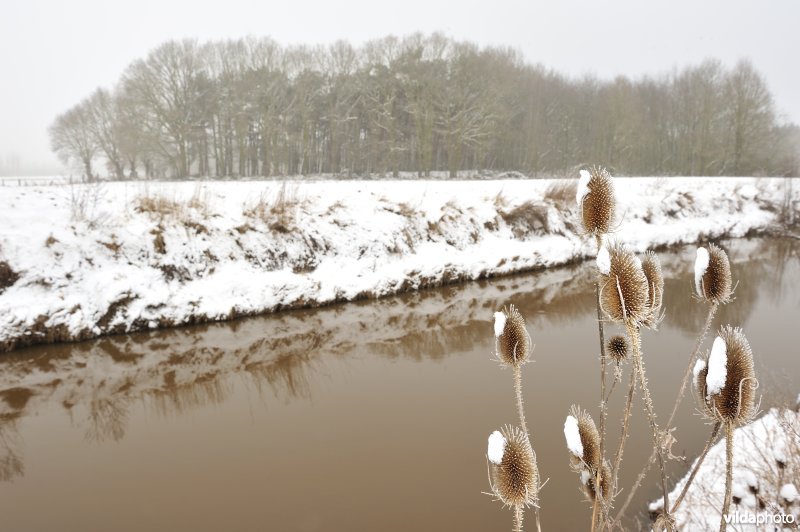 Kaardebol langs de Demer