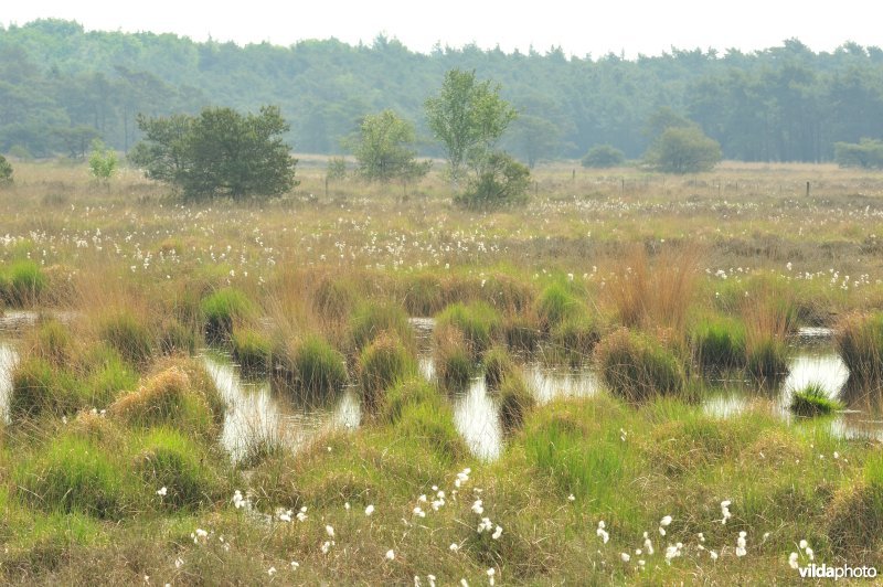 Veenpluis op de heide