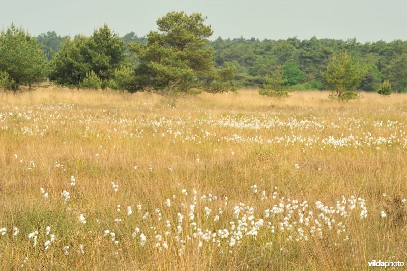 Veenpluis op de heide