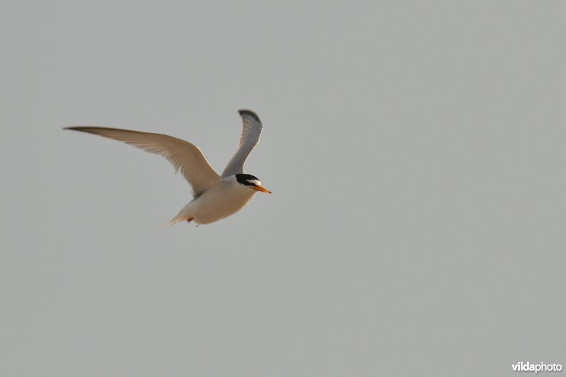 Vliegende Dwergstern