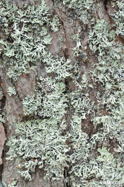 Korstmossen in Lael Forest Garden