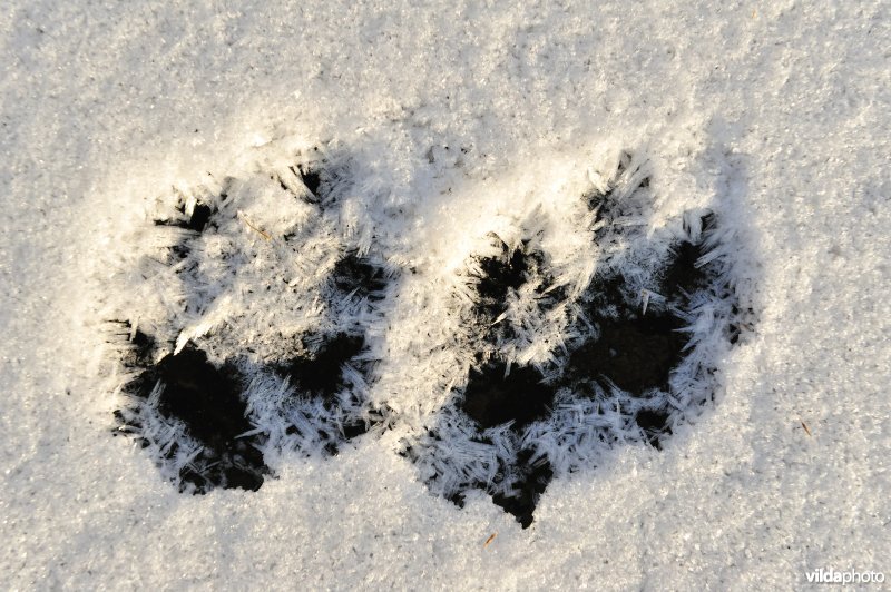 Pootafdrukjes in de sneeuw