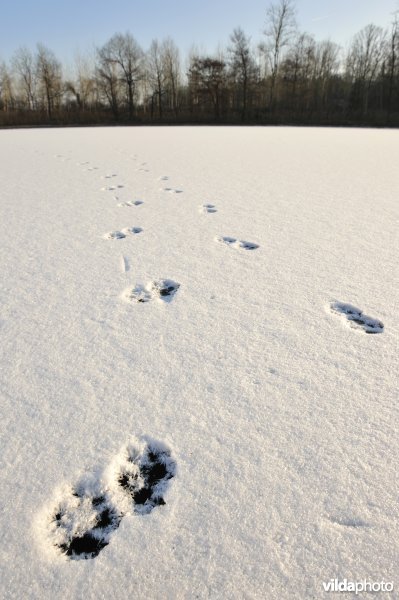 Pootafdrukjes in de sneeuw