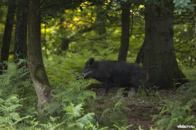 Een wild zwijn schuurt zich aan een stronk na een modderbad