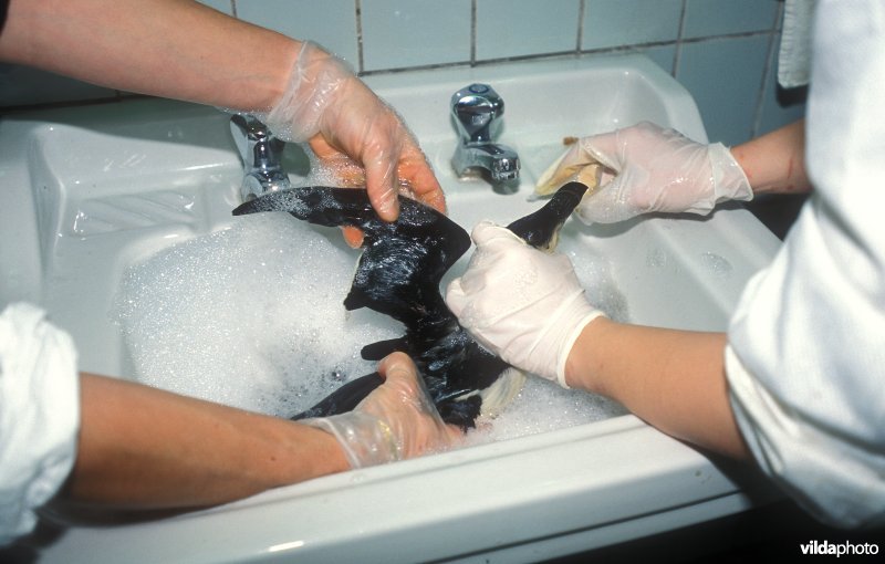 Wasbeurt van een Alk met olie