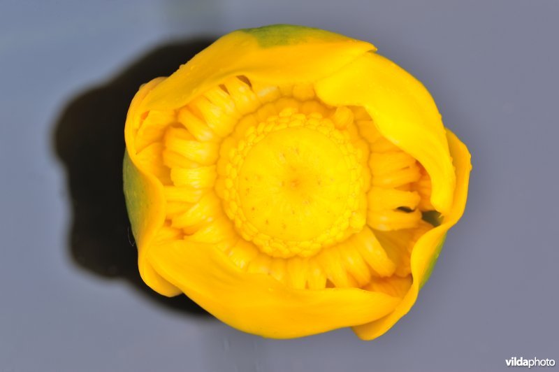 Bloem van Gele plomp