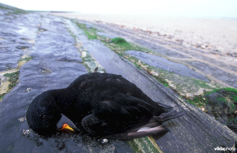Dode Zwarte Zee-eend met olie