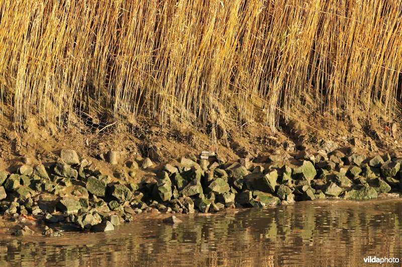 Steenstort op de Schelde oever