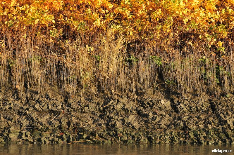 Steenstort op de Schelde oever