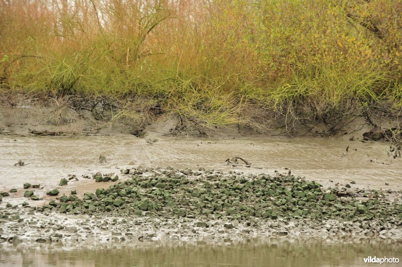 Steenstort op de Schelde oever