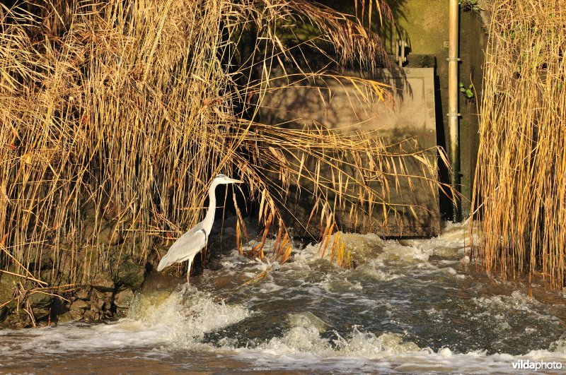 Overstort op de Schelde