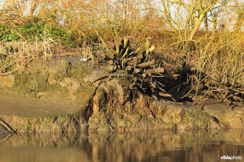 Oevererosie langs de Schelde