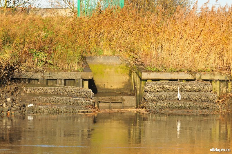 Overstort op de Schelde