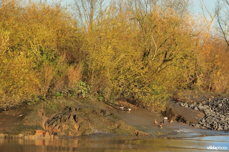 Oevererosie langs de Schelde