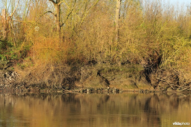 Oevererosie langs de Schelde