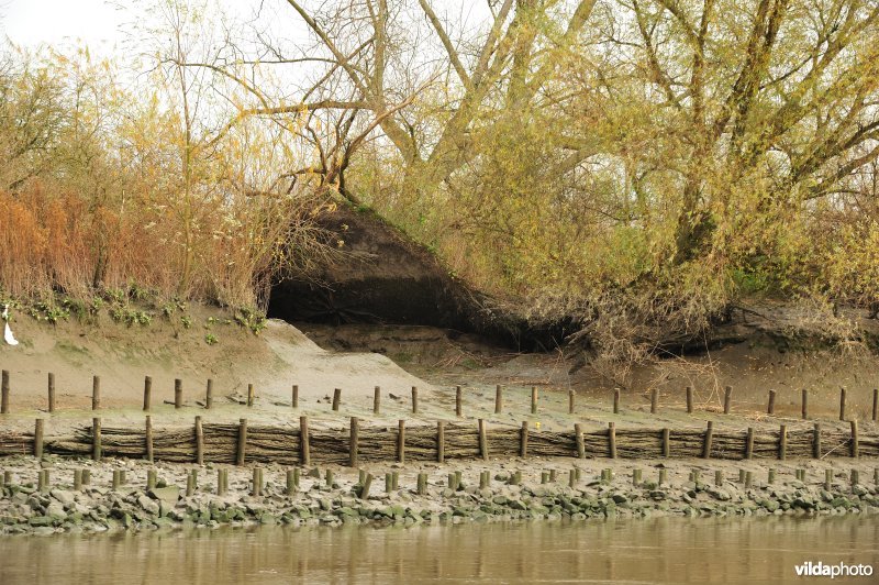 Oevererosie langs de Schelde