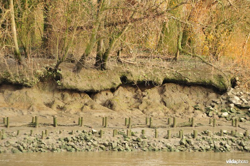 Oevererosie langs de Schelde