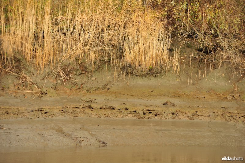 Oevererosie langs de Schelde